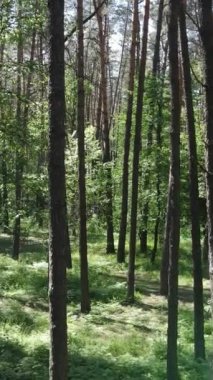 Ağaçlı bir ormanın dikey videosu