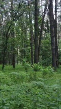 Ağaçlı bir ormanın dikey videosu