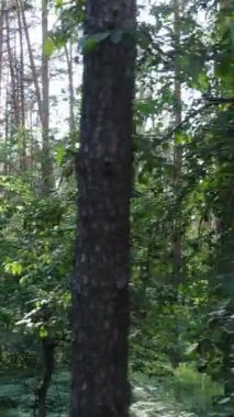 Ağaçlı bir ormanın dikey videosu