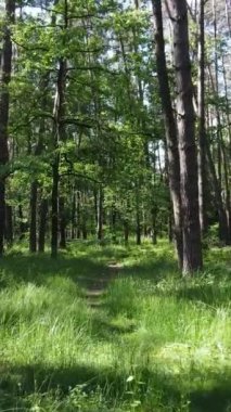 Ağaçlı bir ormanın dikey videosu