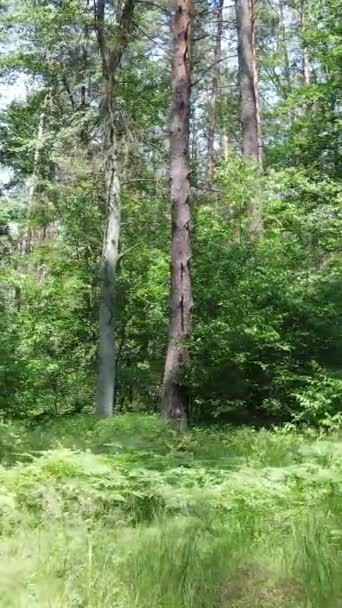 Verticale video van een bos met bomen — Stockvideo