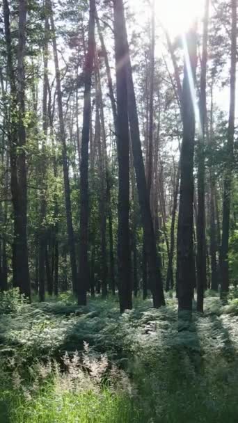 Vertikal video av en skog med trær – stockvideo