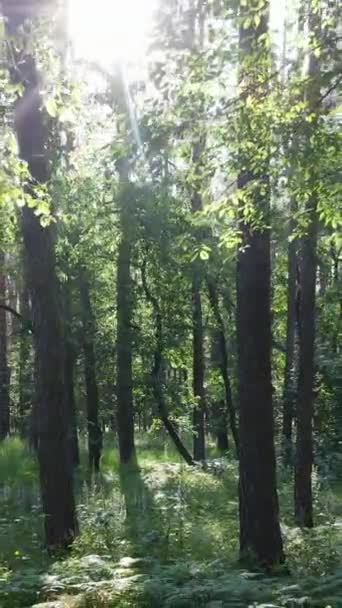 Κατακόρυφο βίντεο ενός δάσους με δέντρα — Αρχείο Βίντεο