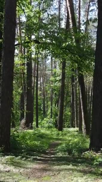 Вертикальное видео леса с деревьями — стоковое видео