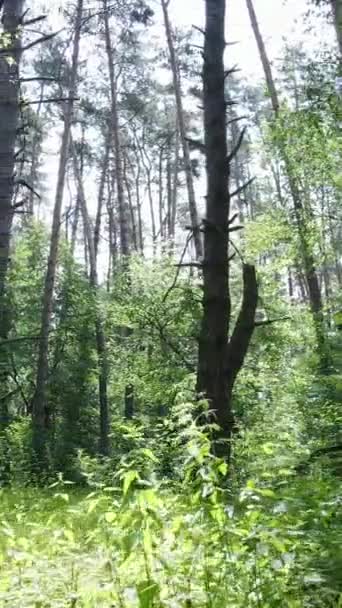 Вертикальное видео леса с деревьями — стоковое видео