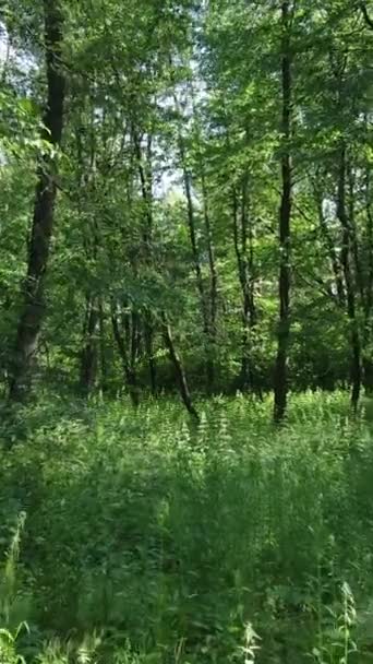 Vídeo vertical de un bosque con árboles — Vídeos de Stock