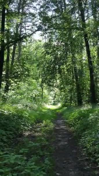 Verticale video van een bos met bomen — Stockvideo