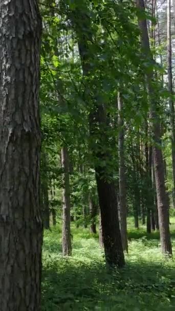 Vidéo verticale d'une forêt avec des arbres — Video