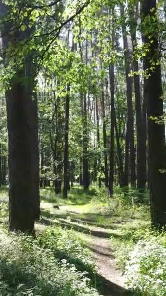 Pionowe wideo lasu z drzewami — Wideo stockowe