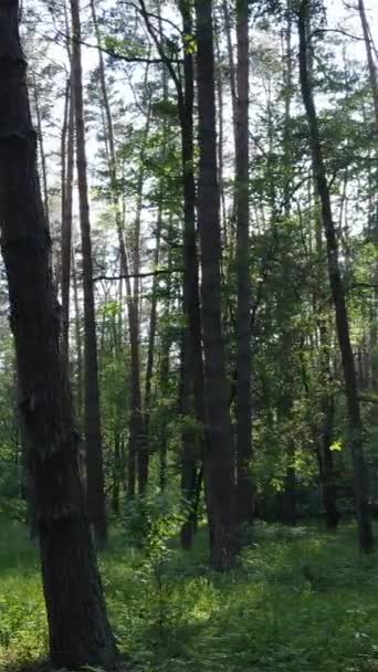 Vertikal video av en skog med träd — Stockvideo