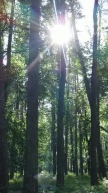 Ağaçlı bir ormanın dikey videosu