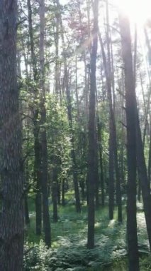 Ağaçlı bir ormanın dikey videosu