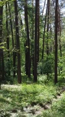 Ağaçlı bir ormanın dikey videosu