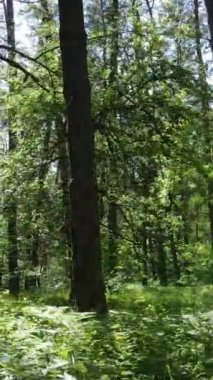 Ağaçlı bir ormanın dikey videosu