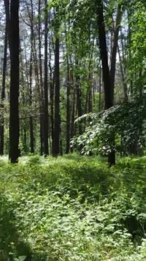 Ağaçlı bir ormanın dikey videosu