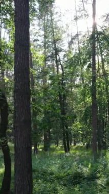 Ağaçlı bir ormanın dikey videosu