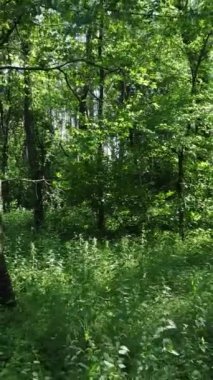 Ağaçlı bir ormanın dikey videosu