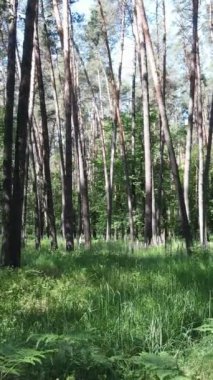 Ağaçlı bir ormanın dikey videosu