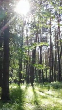 Ağaçlı bir ormanın dikey videosu