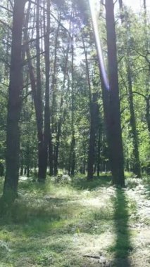 Ağaçlı bir ormanın dikey videosu