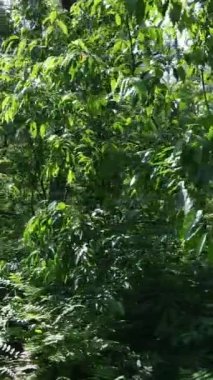 Ağaçlı bir ormanın dikey videosu