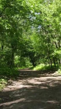 Ağaçlı bir ormanın dikey videosu