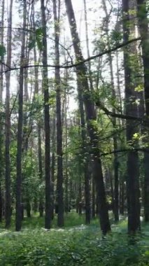 Ağaçlı bir ormanın dikey videosu