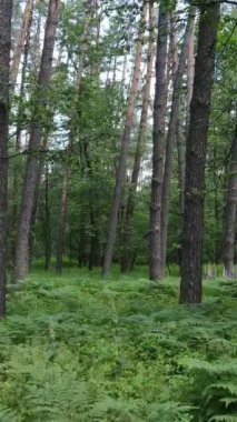 Ağaçlı bir ormanın dikey videosu