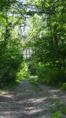 Ağaçlı bir ormanın dikey videosu