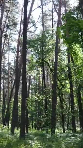 Video verticale di una foresta con alberi — Video Stock