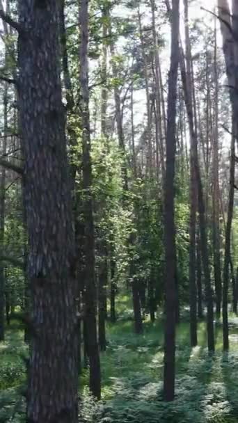 Vídeo vertical de un bosque con árboles — Vídeo de stock