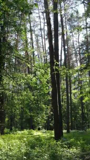 Vertikal video av en skog med träd — Stockvideo