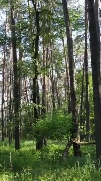 Verticale video van een bos met bomen — Stockvideo