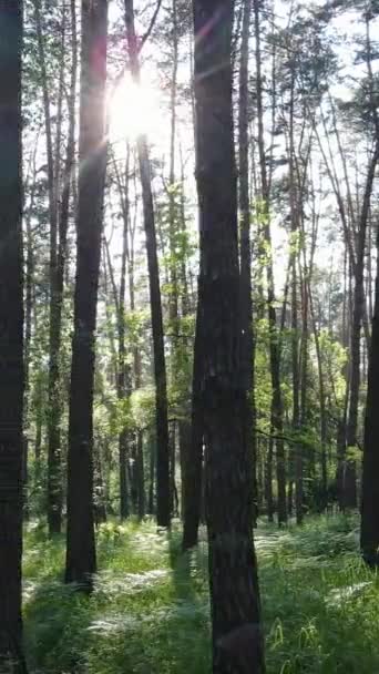 Vídeo vertical de uma floresta com árvores — Vídeo de Stock