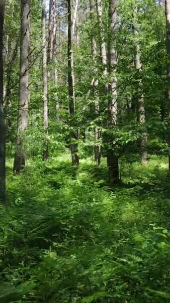 Vidéo verticale d'une forêt avec des arbres — Video