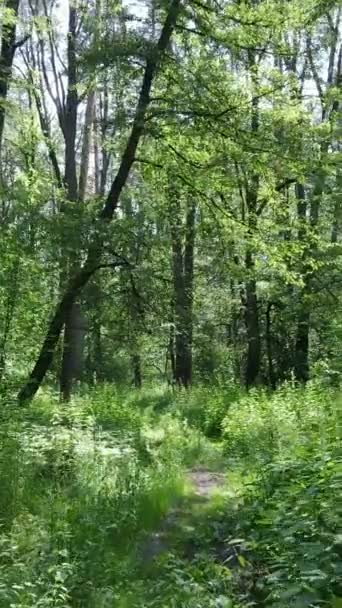 Pystysuora video metsän puita — kuvapankkivideo
