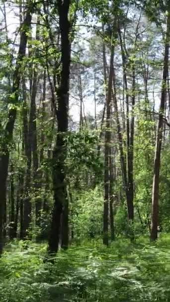 Vertical video of a forest with trees — Stock Video