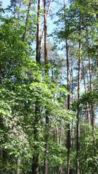 Vídeo vertical de un bosque con árboles — Vídeo de stock