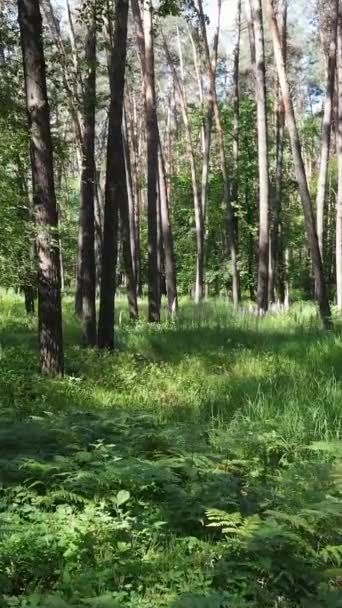 Video verticale di una foresta con alberi — Video Stock