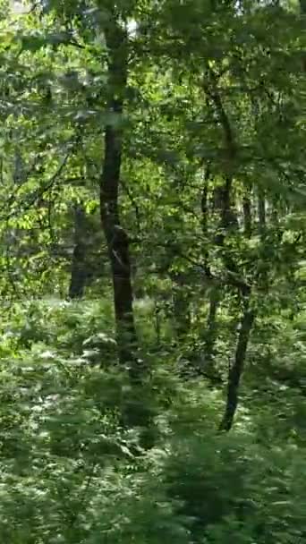 木のある森の垂直ビデオ — ストック動画