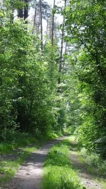 Verticale video van een bos met bomen — Stockvideo