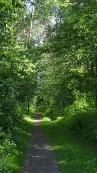 Vídeo vertical de uma floresta com árvores — Vídeo de Stock