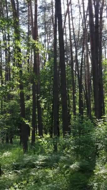 Вертикальне відео лісу з деревами — стокове відео