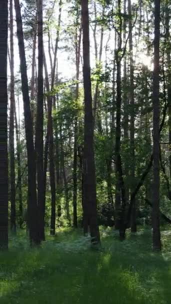 Verticale video van een bos met bomen — Stockvideo