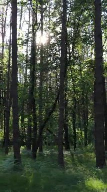 Yazın ağaçlı yeşil bir ormanın içinde dikey video görüntüsü