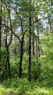 Yazın ağaçlı yeşil bir ormanın içinde dikey video görüntüsü