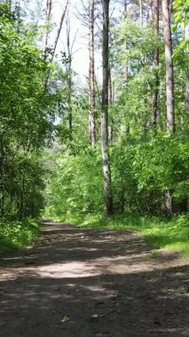 Yazın ağaçlı yeşil bir ormanın içinde dikey video görüntüsü