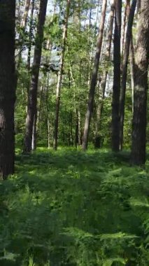 Yazın ağaçlı yeşil bir ormanın içinde dikey video görüntüsü