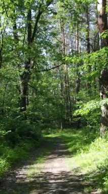 Yazın ağaçlı yeşil bir ormanın içinde dikey video görüntüsü