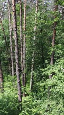 Yazın ağaçlı yeşil bir ormanın içinde dikey video görüntüsü